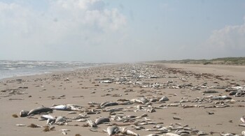 Hundreds of dead fish line the shoreline of a sandy beach. (Photo: NPS via Wikimedia Commons)