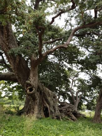 Sacred Grove, Bengaluru. (Photo: Jayanthi Madhukar)