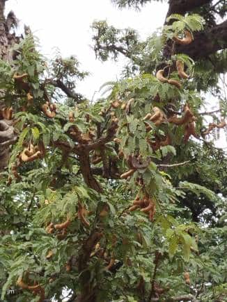 Tamarind trees. (Photo: Jayanthi Madhukar)