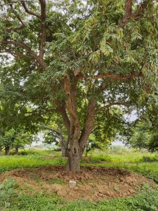 Trees of Bengaluru. (Photo: Jayanthi Madhukar)