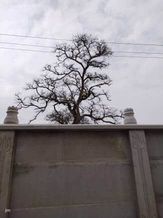 Trees of Bengaluru. (Photo: Jayanthi Madhukar)