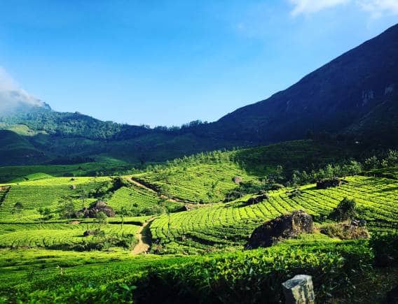 Munnar, Kerala. (Photo: Wikimedia Commons)