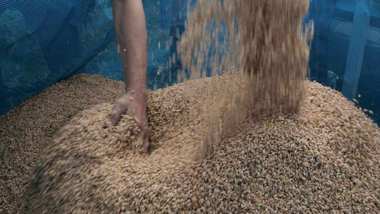 How the government launched its own Bharat brands to keep food grain prices under control How the government launched its own Bharat brands to keep food grain prices under control