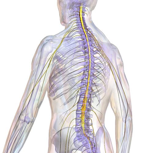 The spinal cord is divided into three sections: cervical, thoracic and lumbar. Some of the common spinal issues include herniated discs, spinal stenosis, Degenerative Disc Disease, scoliosis, and osteoarthritis. (Photo: Bruce Blaus via Wikimedia Commons)
