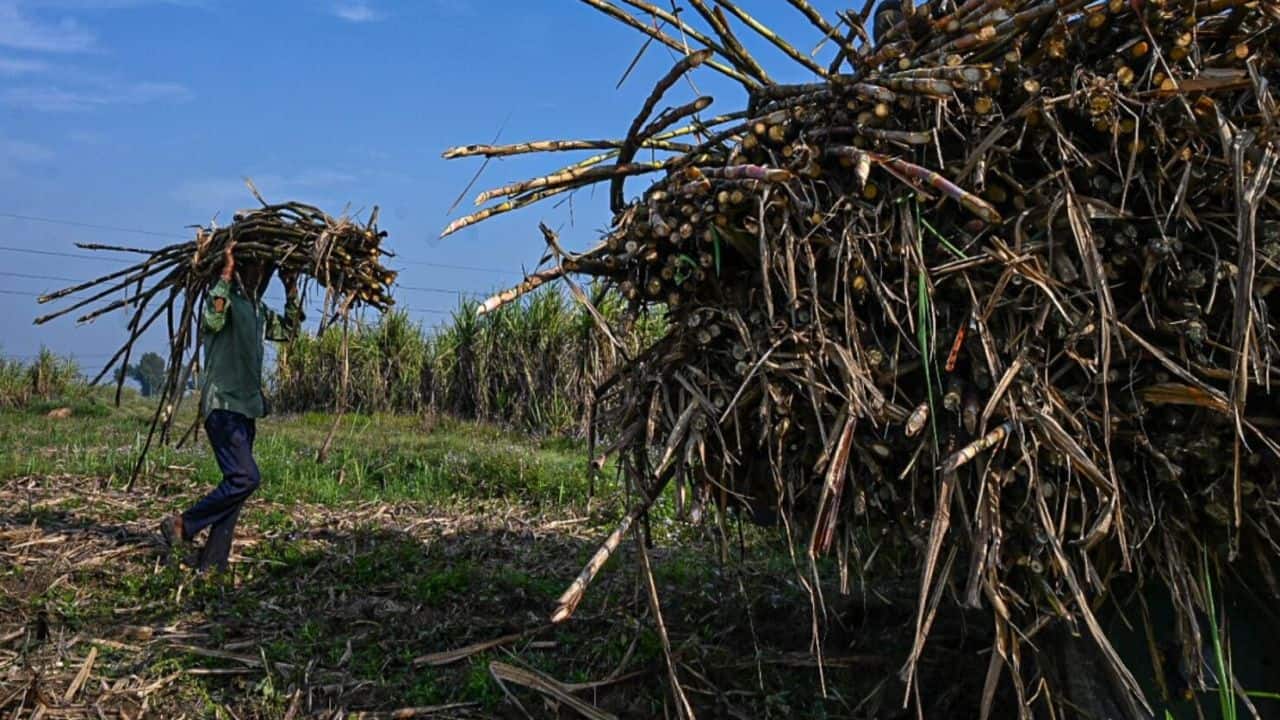 India set to restrict sugar exports in threat to global supply