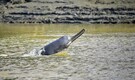 First-ever survey finds over 6,300 river dolphins in country; highest in UP