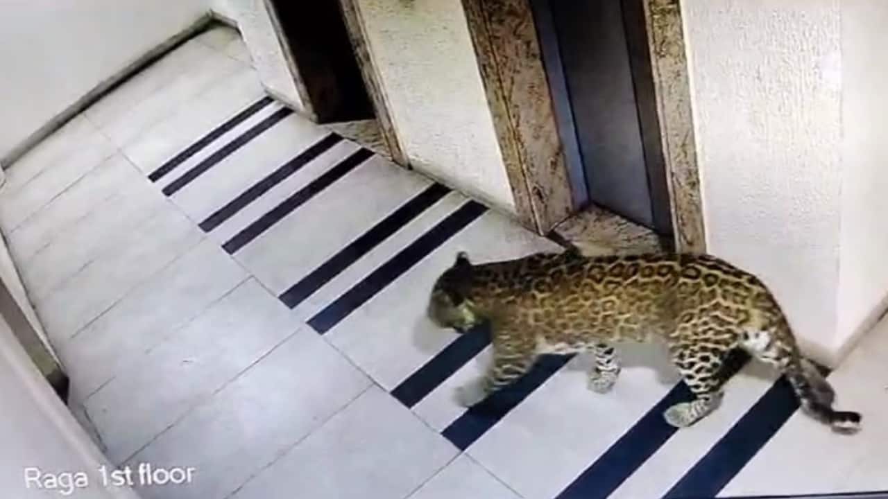 Leopard sighting stirs fear among residents in Bengaluru, advisories issued to housing associations Leopard sighting stirs fear among residents in Bengaluru, advisories issued to housing associations