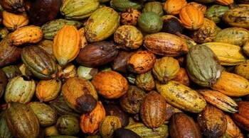Unfavourable climatic conditions on the West African coast, largely due to the ill effects of El Nino, are to be primarily blamed for the damage to cocoa crops. Notably, this is the first time since the mid-1970s, when erratic climate conditions had damaged cocoa crops, that prices of this commodity have scaled to the highest price. (Image: Reuters)