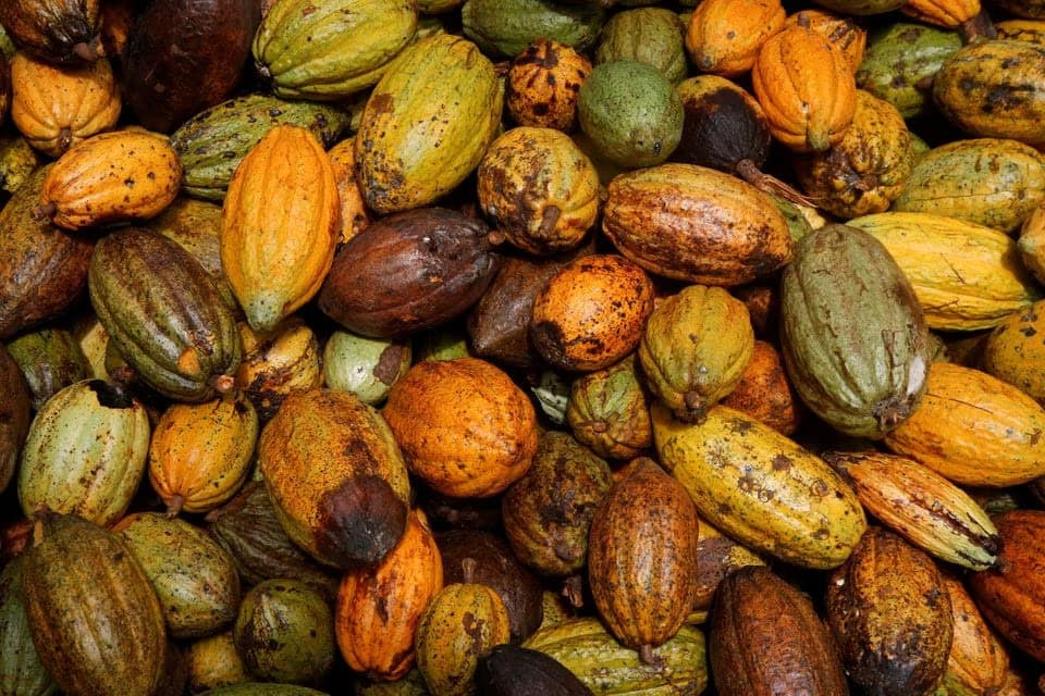 Chocolates turn bitter with cocoa prices at 45-year high, sugar under restrictions