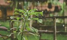 Monsoon reaches Maharashtra, likely to hit Mumbai by June 10: IMD