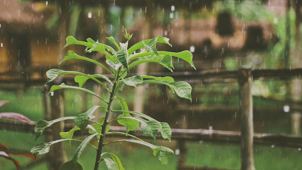 Region-wise, there was 18 percent deficiency over east and northeast India in the overall monsoon season; 8 percent deficiency over the Southern Peninsula; no deficiency over central India and 1 percent excess over northwest India. (Photo by Mike Kotsch via Unsplash)