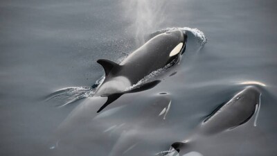 Book review | Mad Sisters of Esi: Tashan Mehta’s fantasy novel on the world of whales is wryly funny