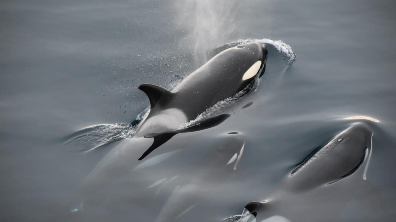 Book review | Mad Sisters of Esi: Tashan Mehta’s fantasy novel on the world of whales is wryly funny