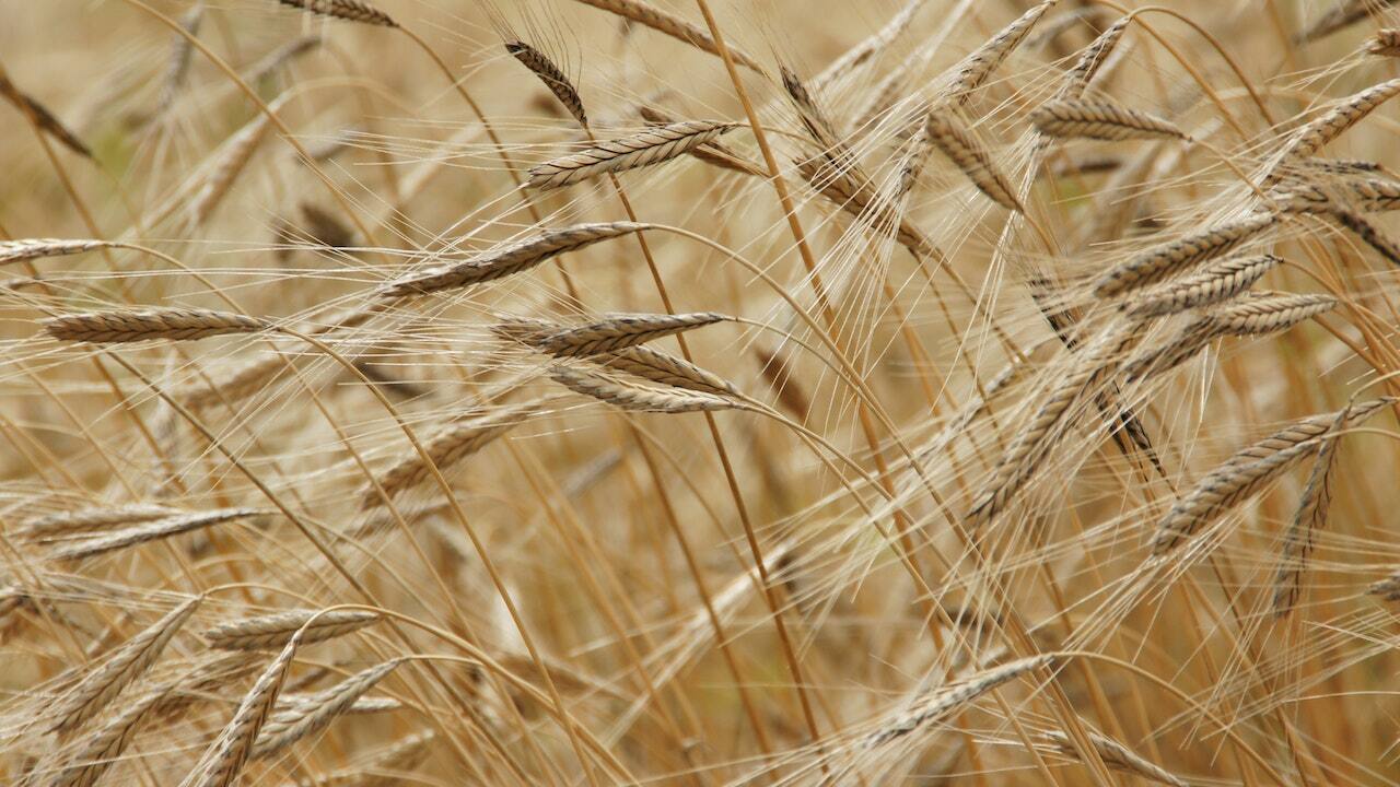FMCG Q2 preview | Revenue growth to slow on patchy rains and food inflation