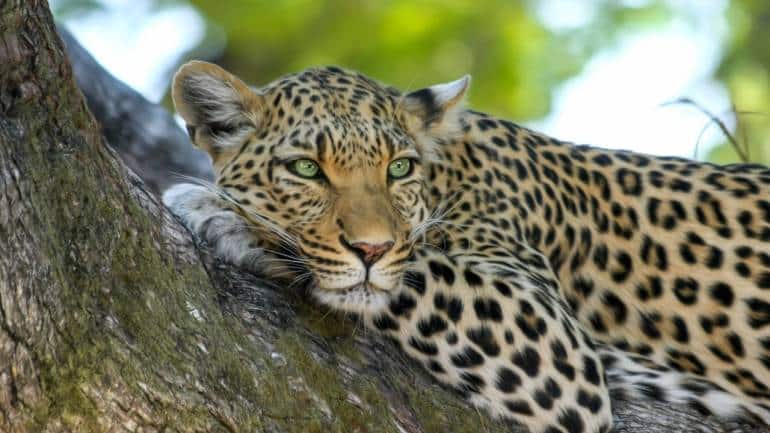 Women in the Wild book review: A celebration of the journeys of Indian women wildlife biologists - Vimarsana News