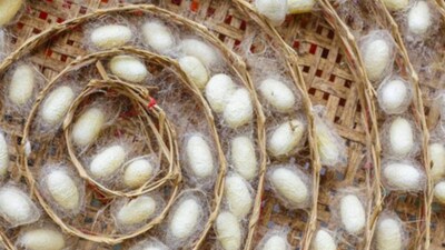 From sutures to vaccine: Here's everything you need to know about silk's superpowers