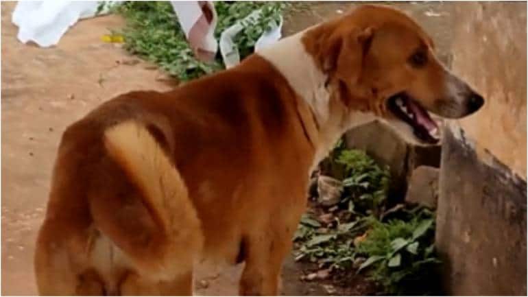 Dog waiting outside Kerala hospital for dead owner reminds internet of Japan's Hachiko - Vimarsana News