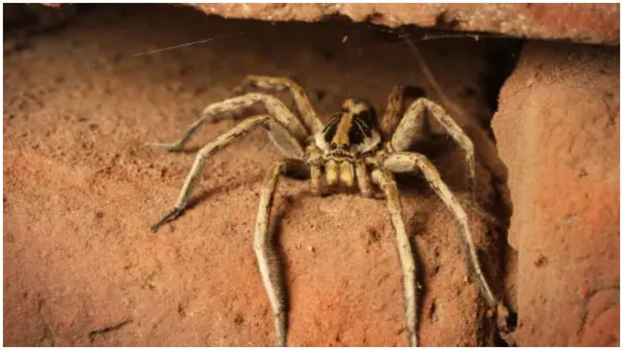 Chinese scientist names 16 new spider species after pop songs. Here's why