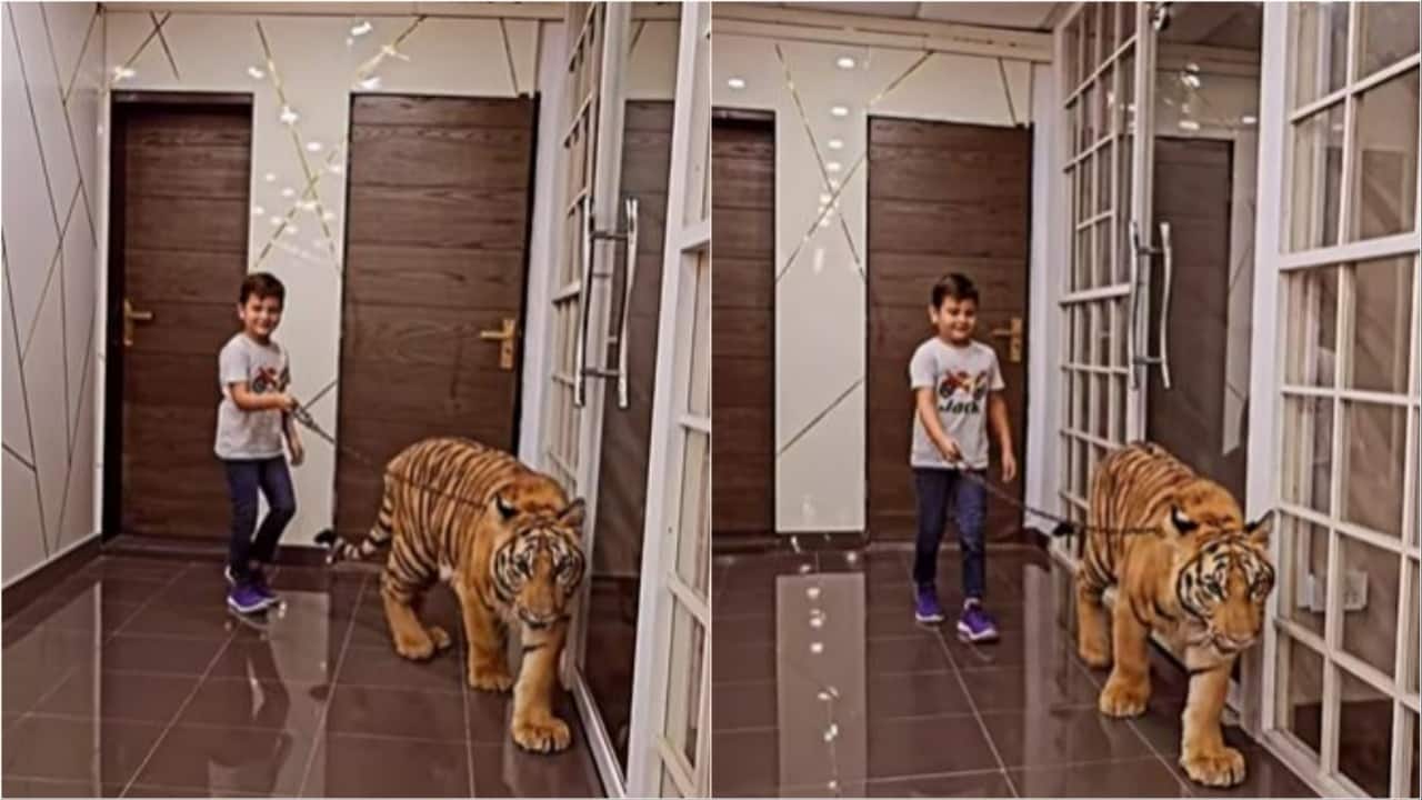 Pakistani YouTuber shares video of young boy walking tiger, sparks a row Pakistani YouTuber shares video of young boy walking tiger, sparks a row