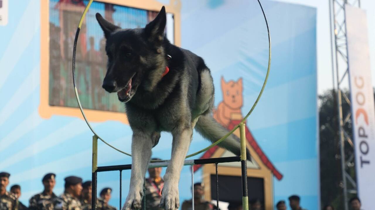 One of the biggest festivals for pets expands to more cities and brands make a beeline