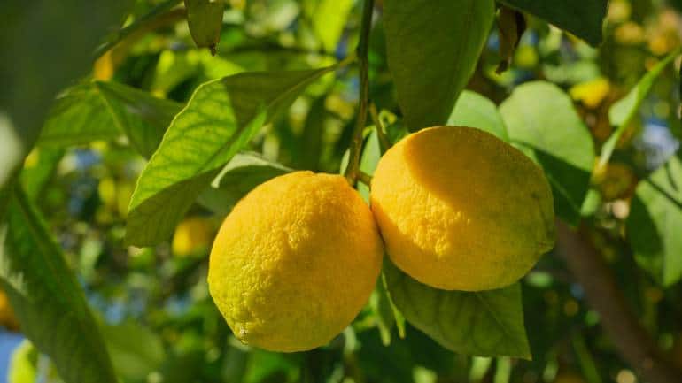 16 local botanicals that Indian gin makers from Stranger & Sons to