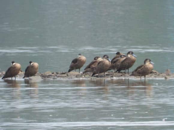 The endemic Andaman Teal at Chidiya Tapu. (Photo: Bindu Gopal Rao)