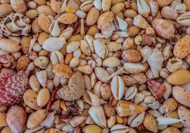 Cowrie shells were once used as currency across the globe. (Photo: Nattu Adnan via Unsplash)