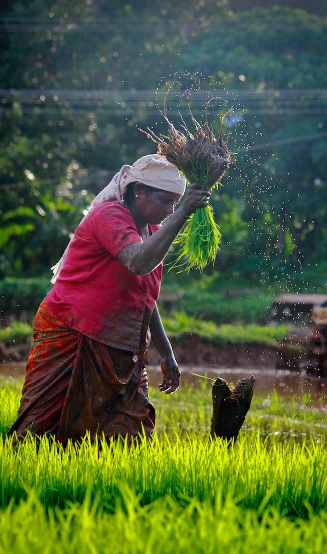 Red rice contains more iron and zinc compared to white, black or brown rice. (Photo nu Nandhu Kumar via Pexels) 