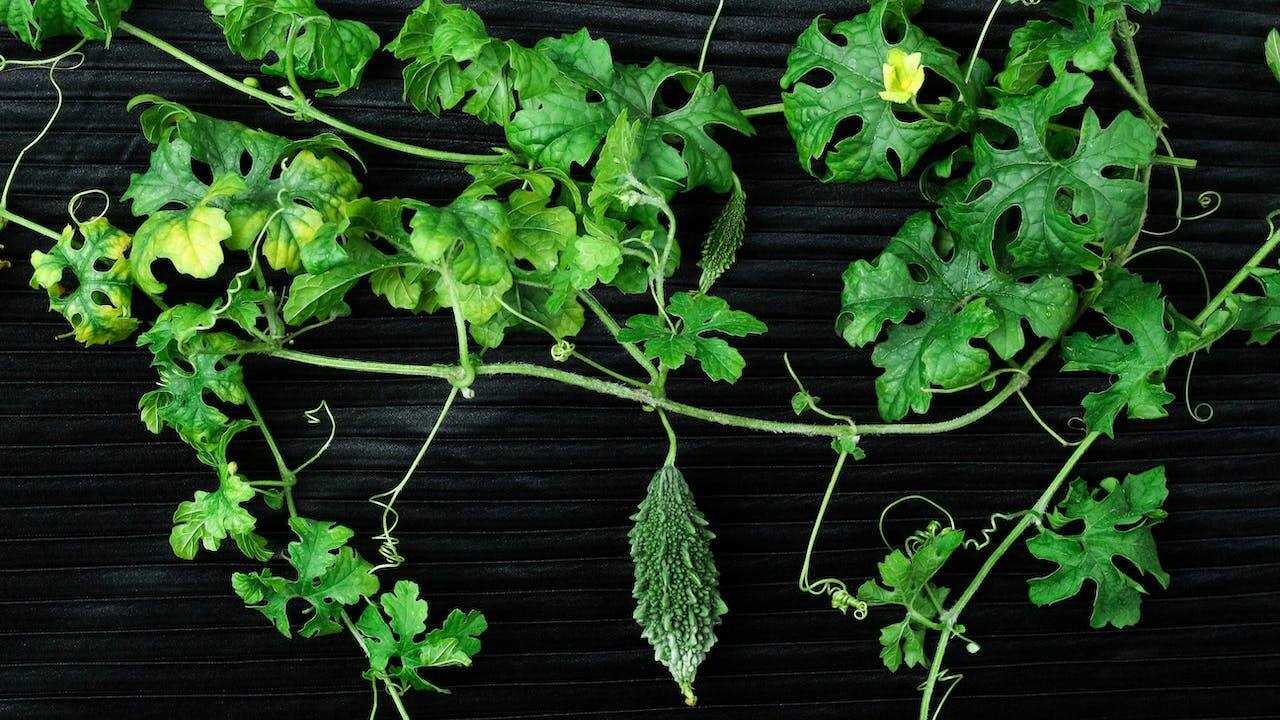 World Diabetes Day 2023: 7 home remedies for diabetes management, and how they work