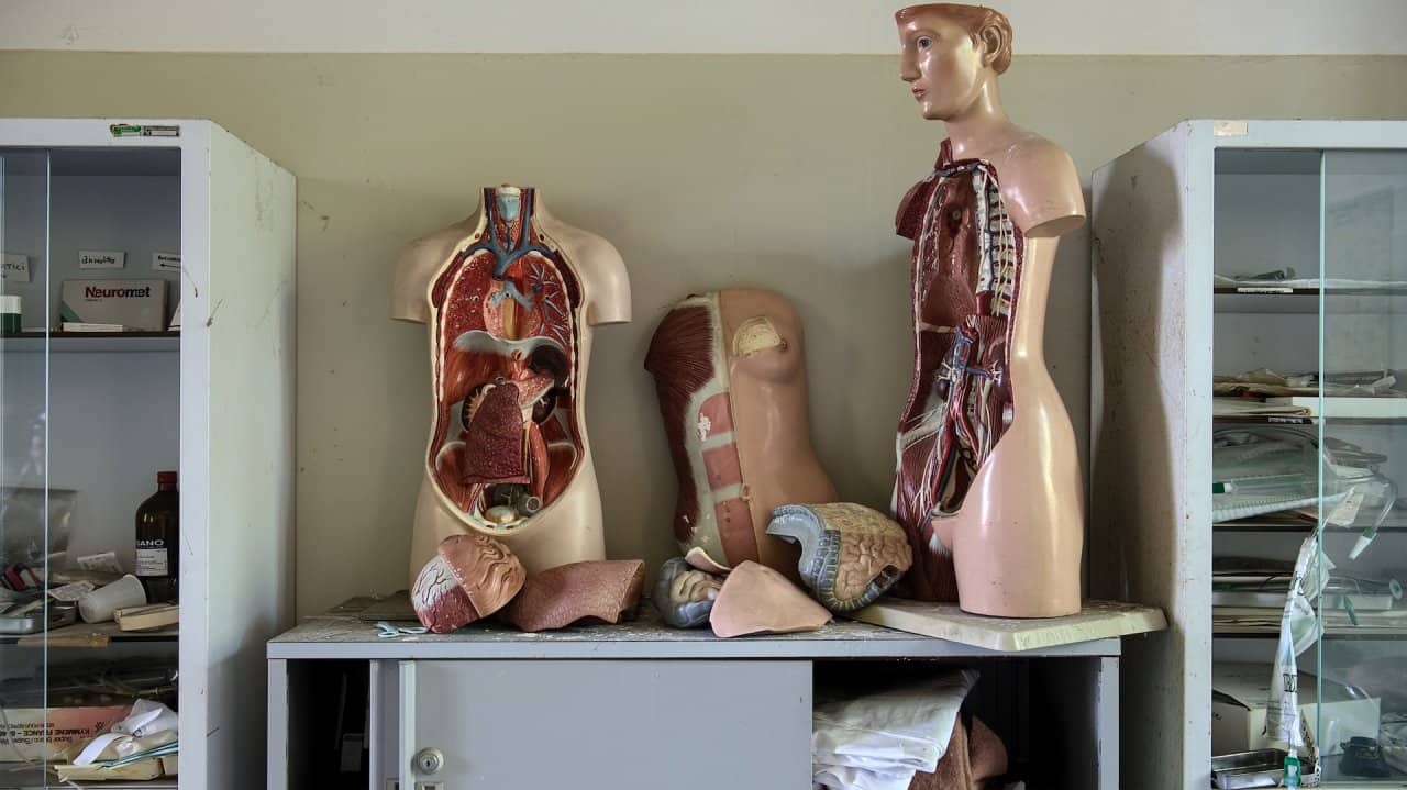 Visceral adipose tissue, or the fat stored in the abdominal cavity, is pretty different from the subcutaneous fat stored just under our skin. VAT acts like an active hormone-secreting (endocrine) organ, producing hormones and cytokines known as adipokines, which can contribute to inflammation and various metabolic diseases. (Photo by v2osk via Unsplash)