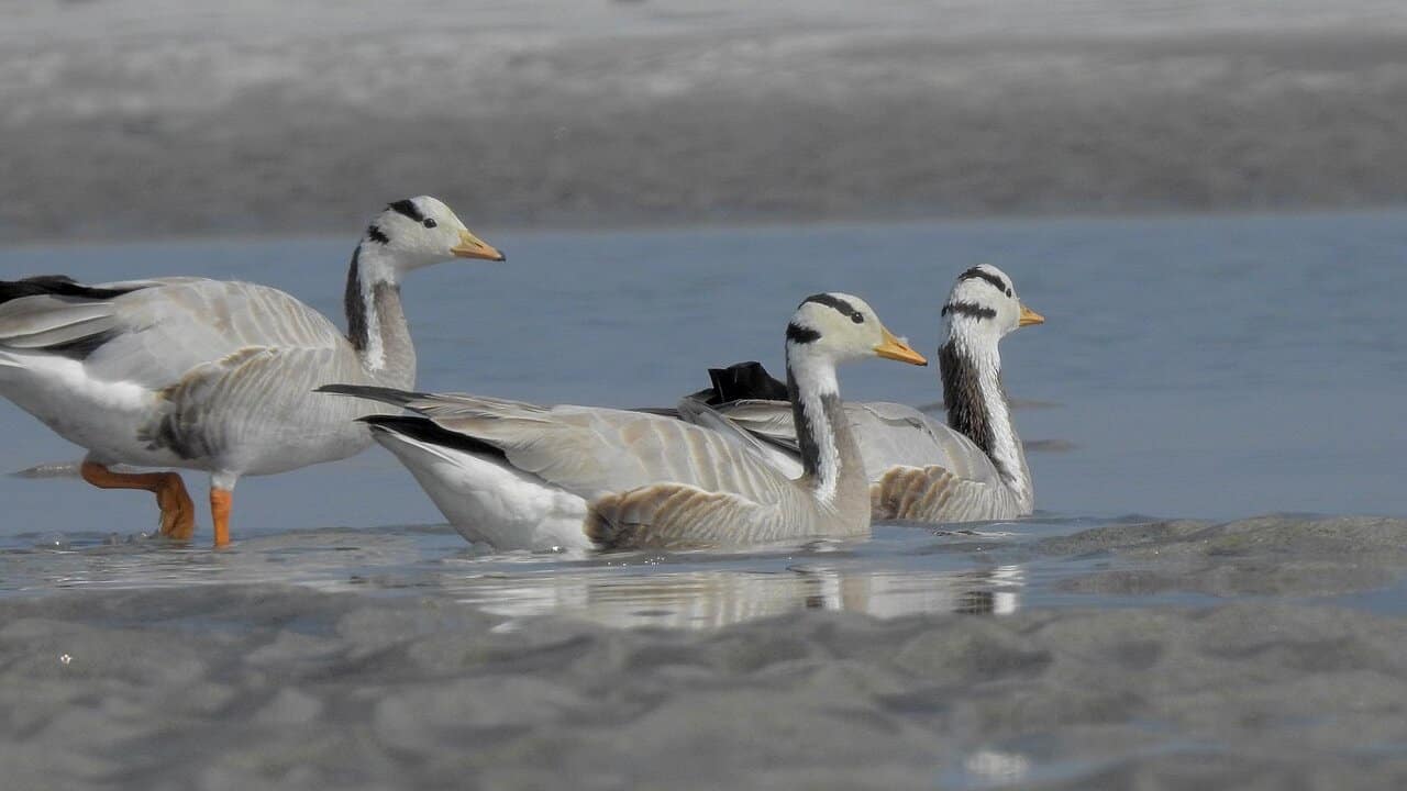 Bar-headed geese can achieve speeds in excess of 150 km per hour, and travel 700–1000 km a day. They are among the handful of birds that fly over Mount Everest. (Photo by Trisha Mukherjee via Wikimedia Commons 4.0)
