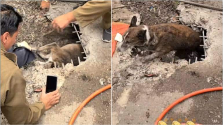 Delhi Fire Service officials rescue stray dog stuck in drain for 3 days. Shikhar Dhawan hails gesture - Vimarsana News