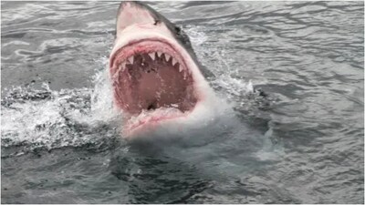 A Rare Cluster of Shark Attacks Near Sydney Has Experts Searching for Answers (Representational Image: Canva)