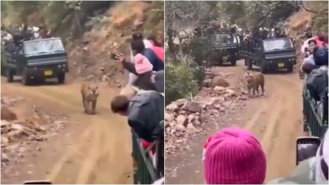 Internet slams tourists for crowding tiger during jungle safari. IFS officer shares video Internet slams tourists for crowding tiger during jungle safari. IFS officer shares video