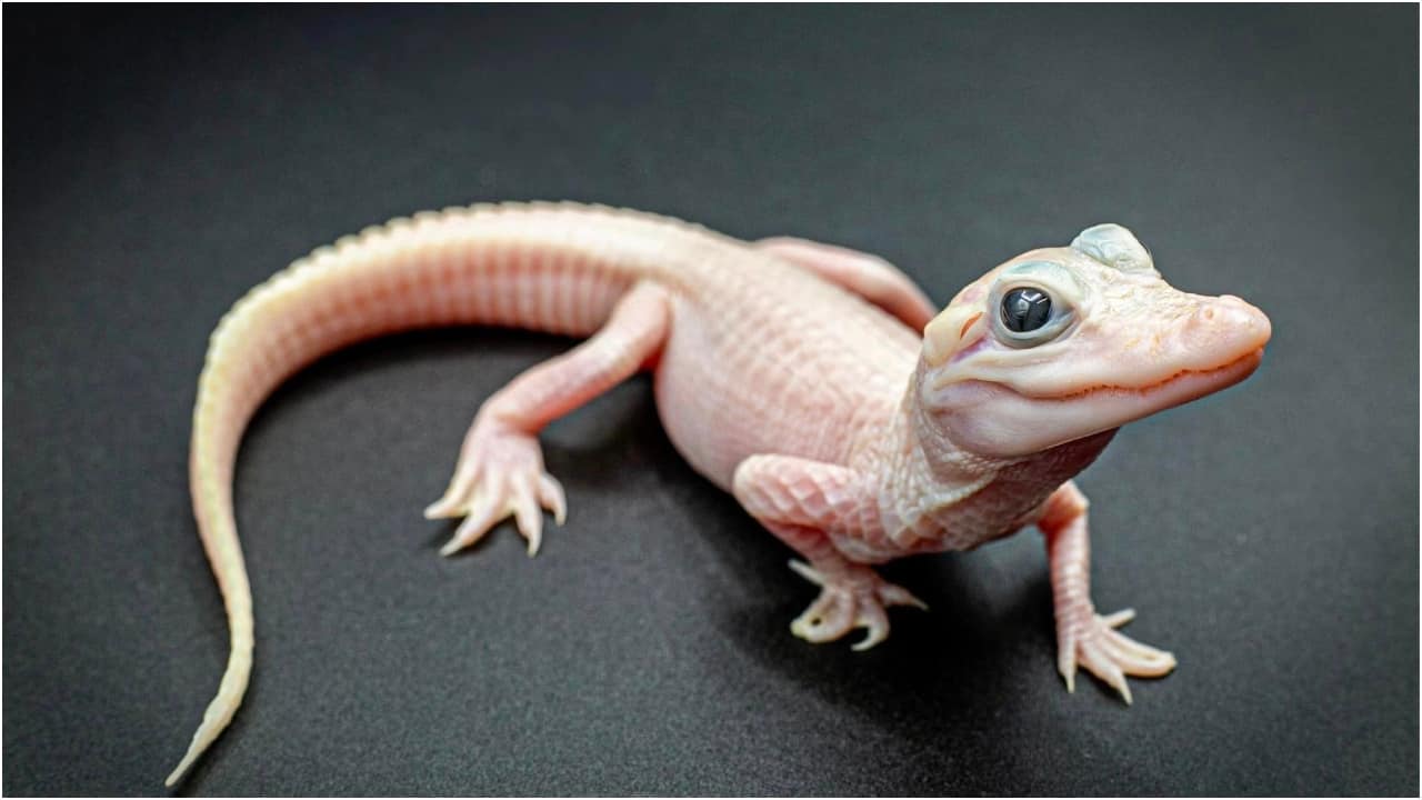 Florida wildlife park welcomes 'beyond rare' white alligator with blue eyes. Watch video Florida wildlife park welcomes 'beyond rare' white alligator with blue eyes. Watch video