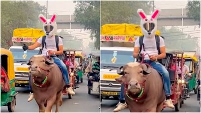 Buffalo | Latest & Breaking News on Buffalo | Photos, Videos ...