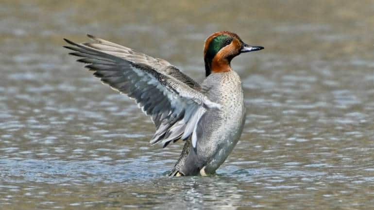 22 migratory birds that winter in Kashmir, and where to spot them - Vimarsana News