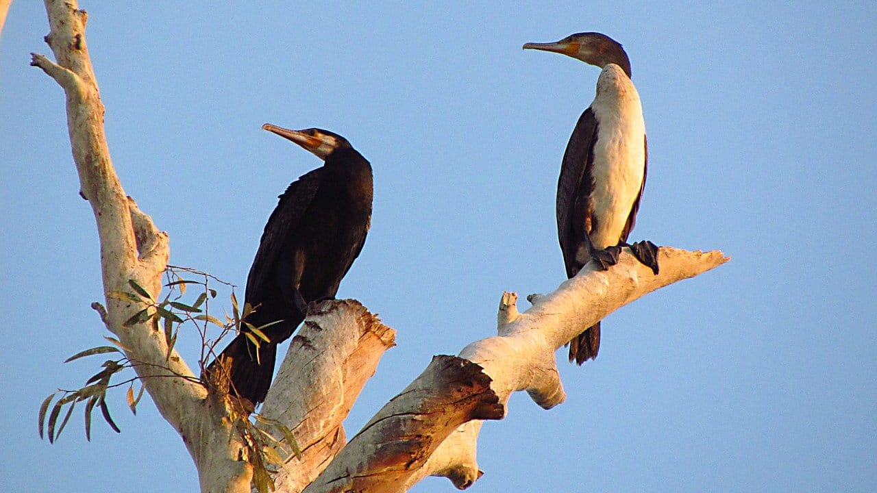 Great Cormorants are seabirds that are 84 to 90 cm long, with wingspans of 130 to 160 cm. (Photo by Imran Shah via Wikimedia Commons)