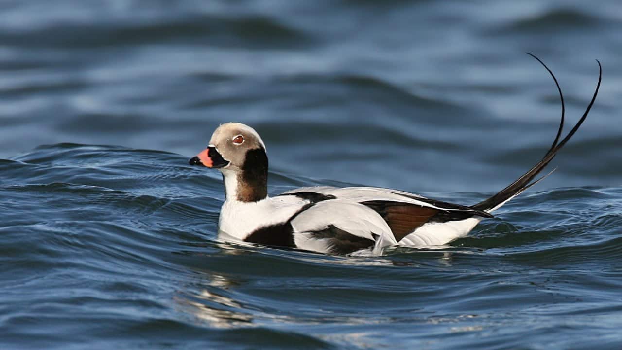 Long-tailed ducks were spotted in Kashmir's Wular Lake in January 2023, after a gap of 84 years. (Representational image via Wikimedia Commons)