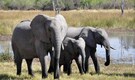 Following Namibia, Zimbabwe to cull 200 elephants amidst severe food crisis