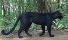 2 black panthers spotted in Odisha forests. See pics