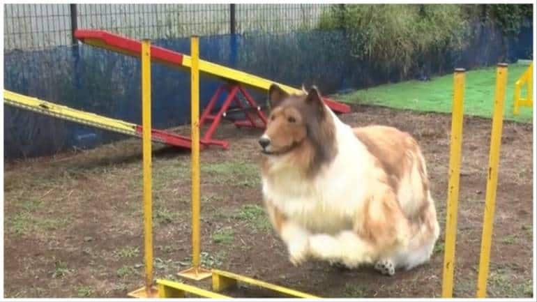 Man who spent Rs 12 lakh to 'turn into a dog' fails agility test - Vimarsana News