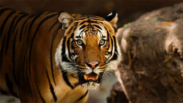 Two women fight tiger to rescue their friend in Uttarakhand - Vimarsana News