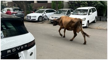 The cow and the Range Rover in Bengaluru's Indiranagar. (Image: @debarghya_das/X)