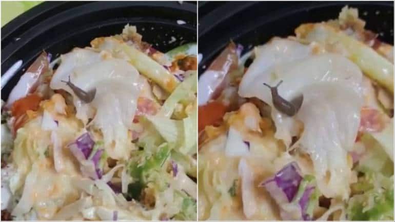 Bengaluru man finds live snail in salad. Swiggy's response - Vimarsana News