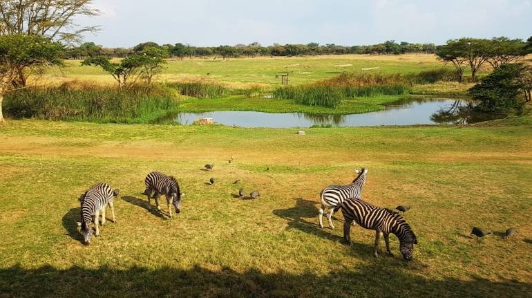 Mukuvisi Woodlands, Zimbabwe.