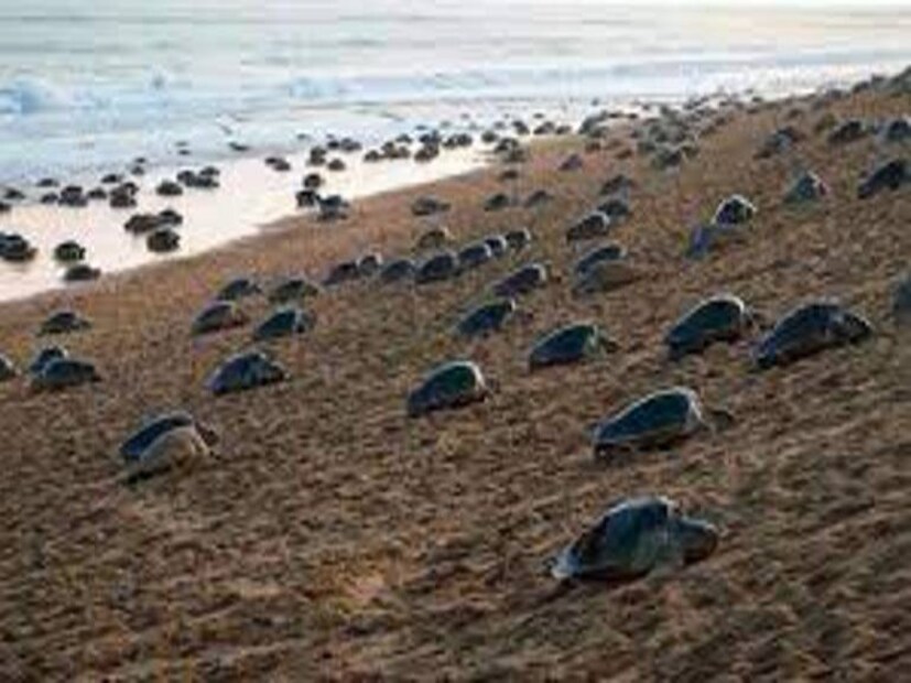 Olive Ridley Turtles on Gahirmatha beach, Kendrapada, Odisha. (Photo: Facebook)