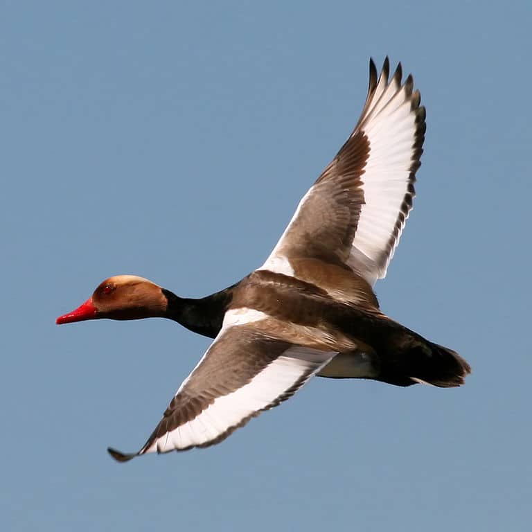 Red-crested Pochard (Photo via Wikimedia Commons)
