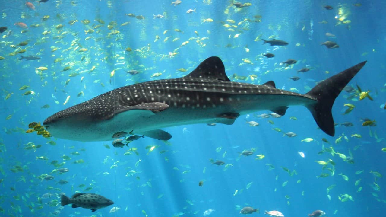 The warming oceans poses a multitude of threats to both marine and human ecosystems. (Photo Credit: Zac Wolf via Wikimedia Commons)