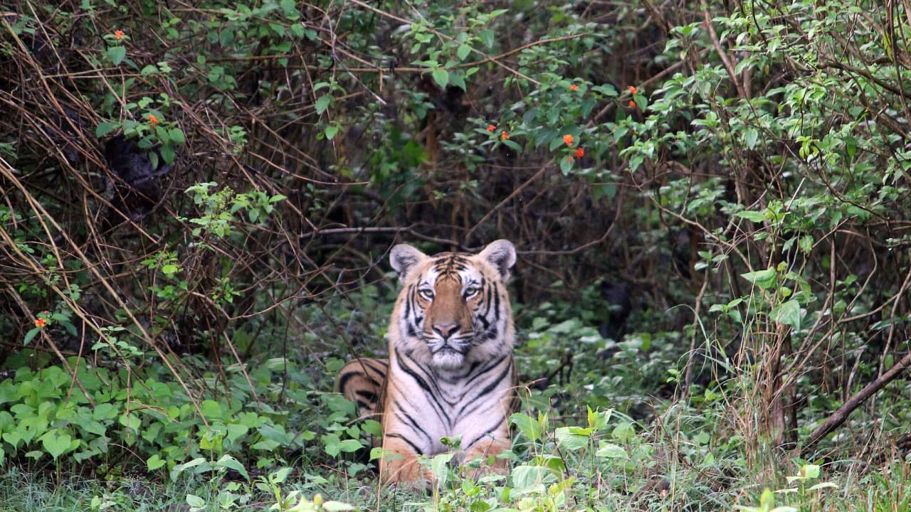 Travel guide 2024: 6 tiger safaris to explore in India this winter Travel guide 2024: 6 tiger safaris to explore in India this winter